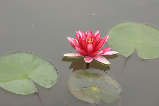 睡蓮