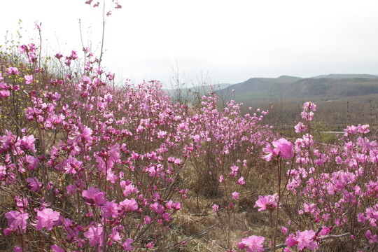 興安杜鵑花