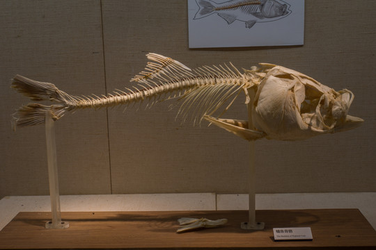 鳙魚骨骼