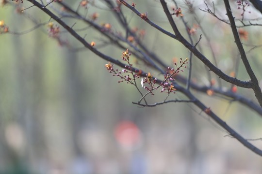 花石樓