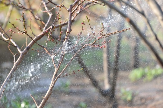 花石樓