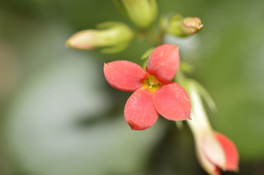 長壽花