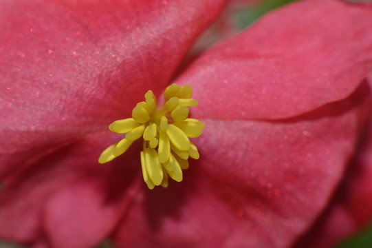 花卉花蕊花心微距高清