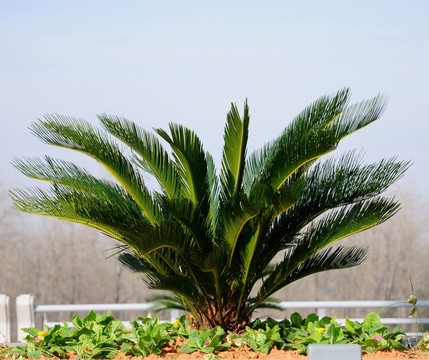鐵樹(shù)