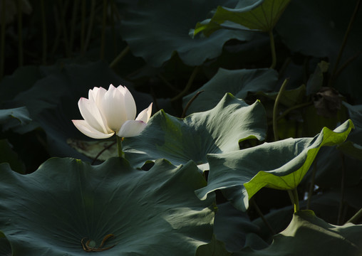 荷花