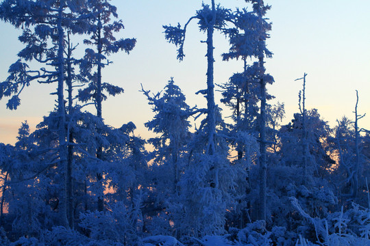 雪林