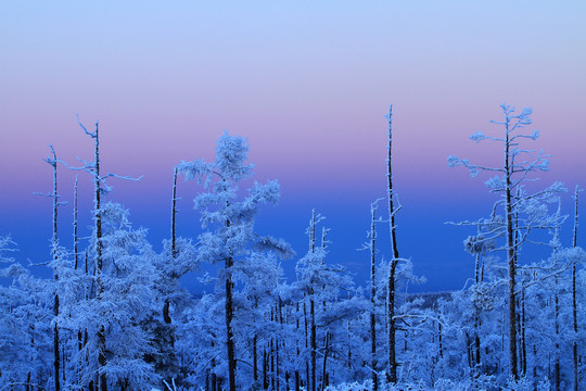 暮色雪林