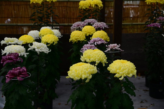 日本菊花