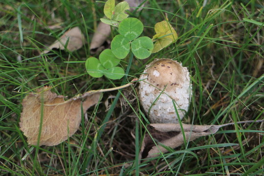 草地雞腿菇