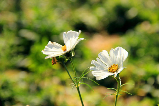 白色格桑花