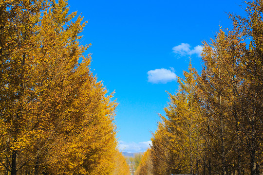 銀杏樹林