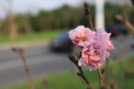 粉紅花