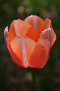 粉紅色郁金香花