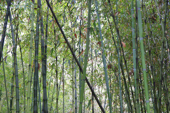竹子 竹林