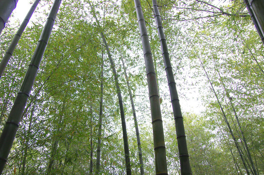 竹子 竹林