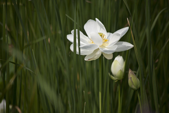 蓮花