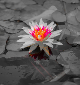 曇花一現(xiàn)