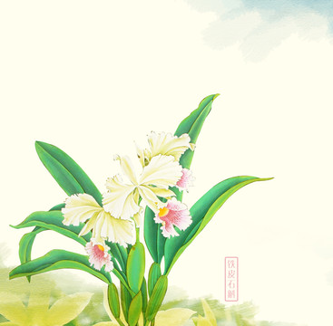石斛插畫