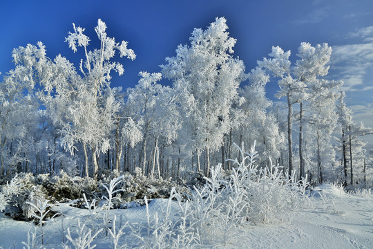 雪林