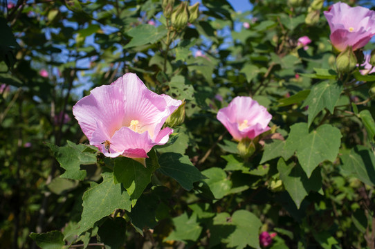 木芙蓉花