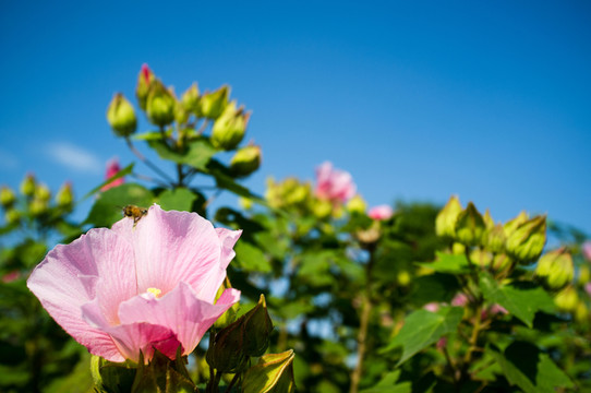 木芙蓉花特寫