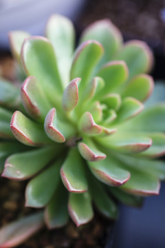 多漿植物