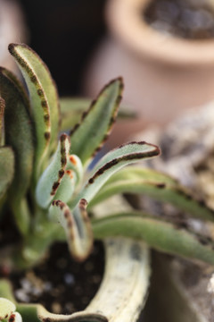 多肉植物