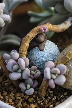 多肉植物