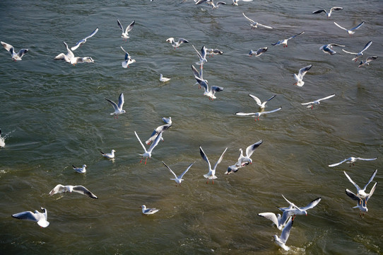 海鷗