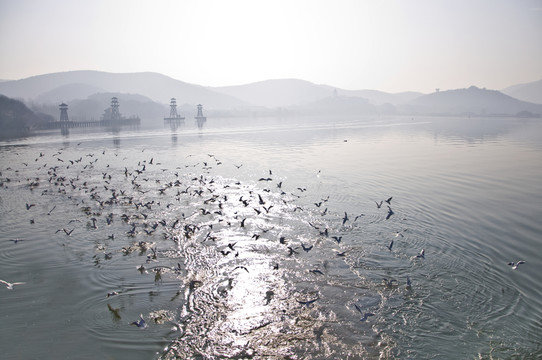 一群海鷗伴著夕陽(yáng)