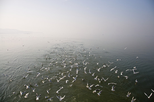 海鷗