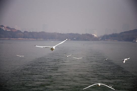 海鷗