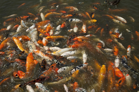 魚塘