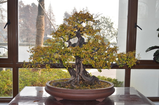 盆景植物