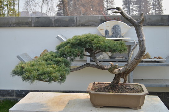 松樹盆景