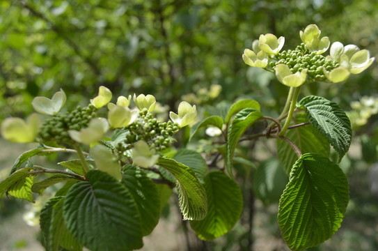 黃色小花
