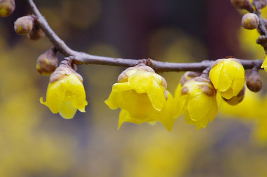 臘梅花 一枝臘梅花