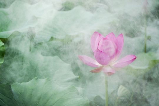 荷花