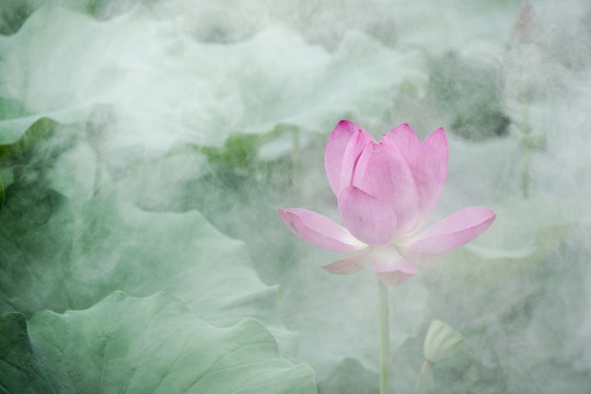 荷花