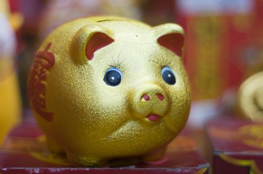 金豬