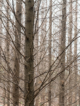 樹林