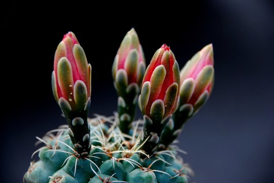 花卉