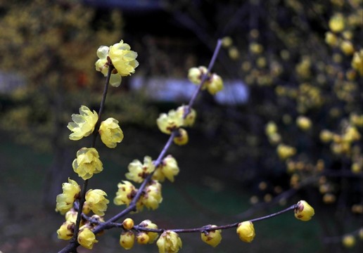 黃臘梅