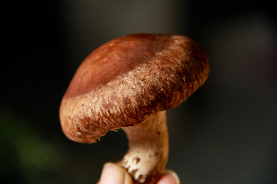 香菇菌類靜物攝影