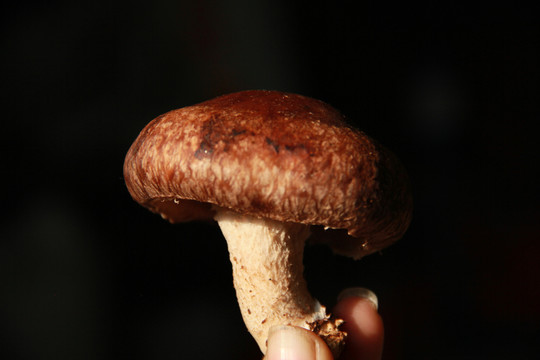 香菇菌類靜物攝影