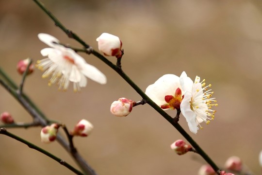 梅花