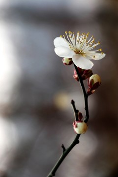 梅花