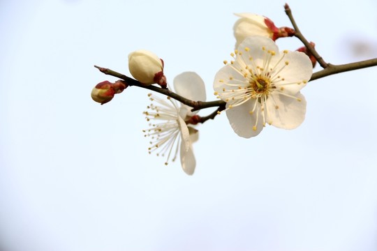 梅花