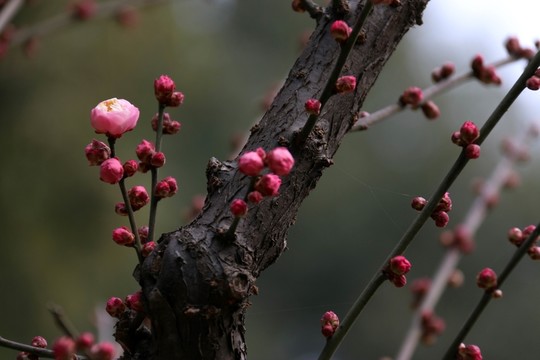 梅花