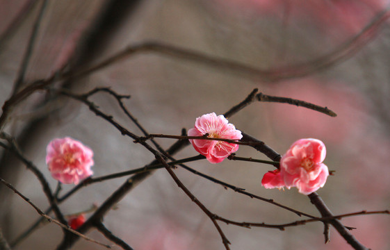 紅梅 花卉